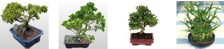 zmir Ukuyular bonsai minyatr aa sat