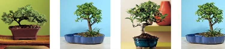 zmir Ukuyular bonsai japon aac sat