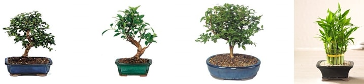 Erzincan Ikpnar bambu bonsai sat