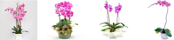 Konya Seluklu Yeniseluk Mahallesi orkide sat